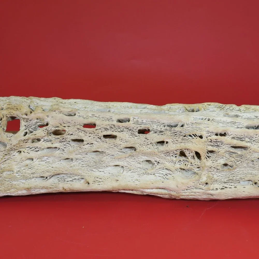 Cactus Wood Decoration for Aquarium Tank 1 pc